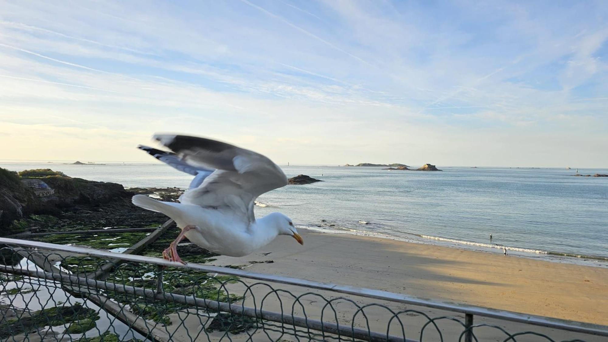 Vue Pleine Mer A La Perle Marine - La Terrasse Dinard Eksteriør billede